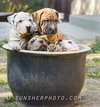 Skyy - Spirits litter