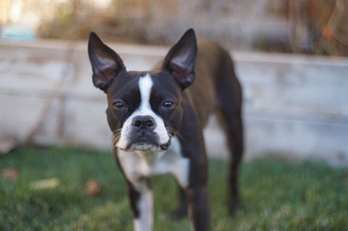 Piper