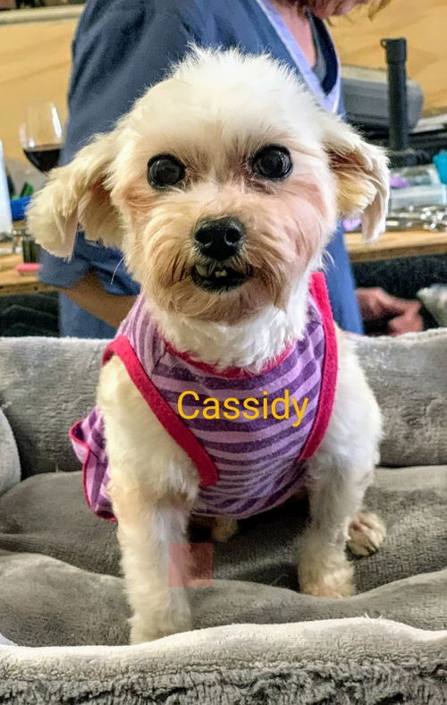 Cassidy