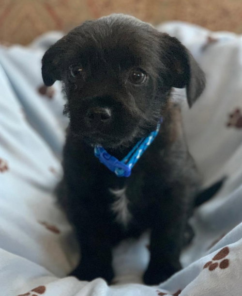 John - Red Dead Redemption Litter