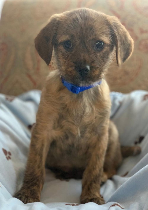 Arthur - Red Dead Redemption Litter
