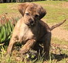 Arthur - Red Dead Redemption Litter