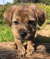 Arthur - Red Dead Redemption Litter