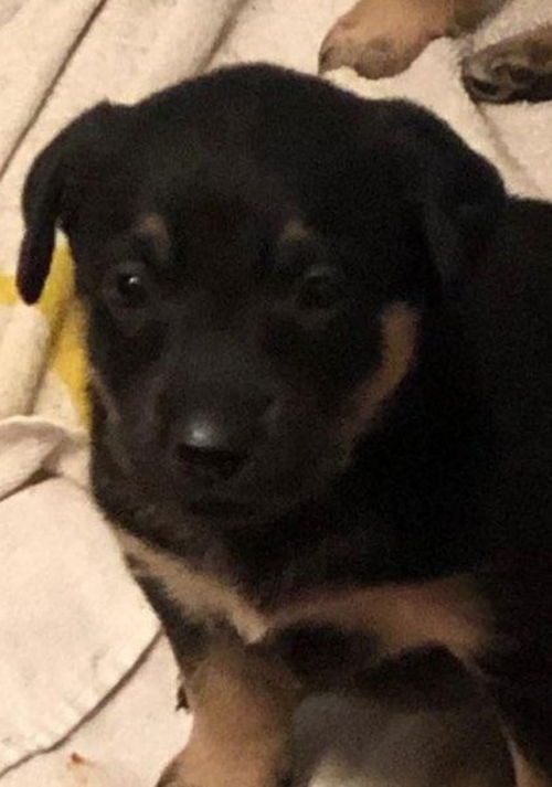 Angel - Christmas Miracle Litter