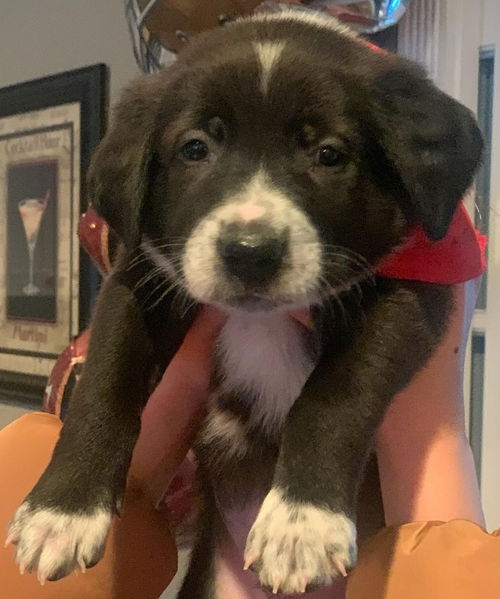 Sampson - Christmas Miracle Litter