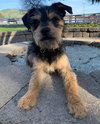 Seamus