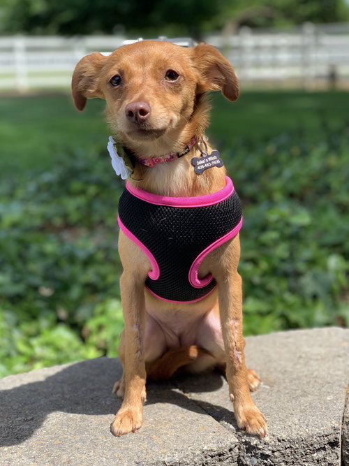 Josie