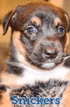 Snickers - Candy Crew Litter