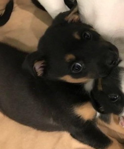 Snickers - Candy Crew Litter