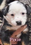 Pixie - Candy Crew Litter