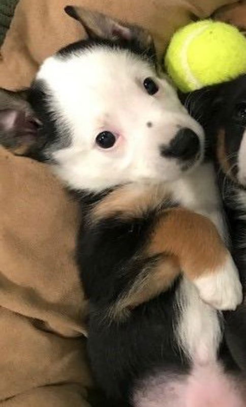Pixie - Candy Crew Litter