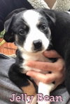 Jelly Bean - Candy Crew Litter