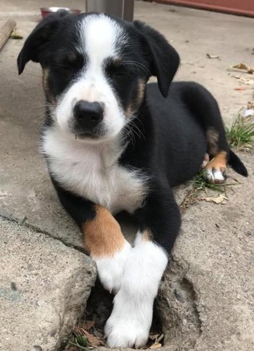 Jelly Bean - Candy Crew Litter