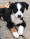 Jelly Bean - Candy Crew Litter
