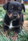 Twix - Candy Crew Litter