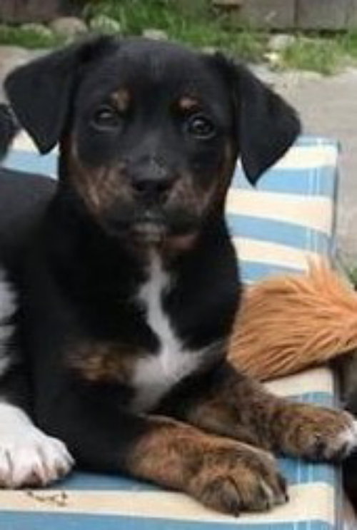 Twix - Candy Crew Litter