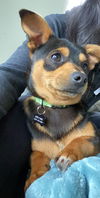 Remington