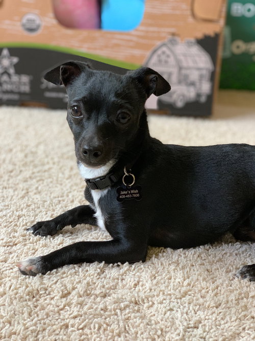 Tux (Tuxedo)
