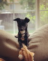 Tux (Tuxedo)
