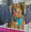 Toby