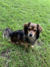 Toby