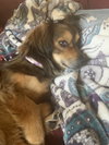 Toby
