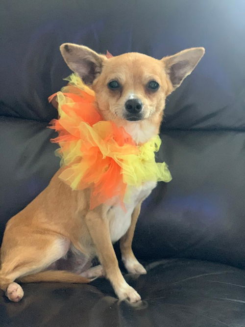 Roo
