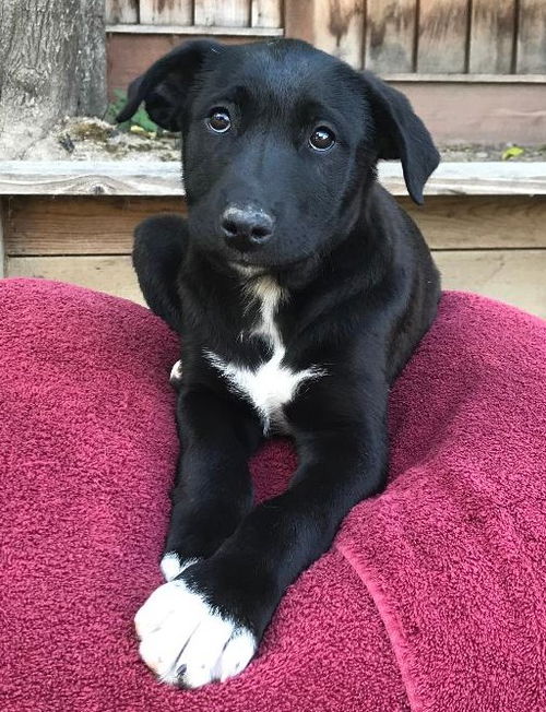 Ringo Starr - Mom's Favorite Rock Stars Litter