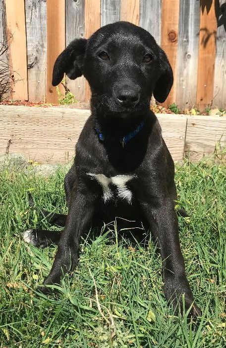 Little Richard - Mom's Favorite Rock Stars Litter