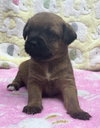 Storm - Marvel Litter