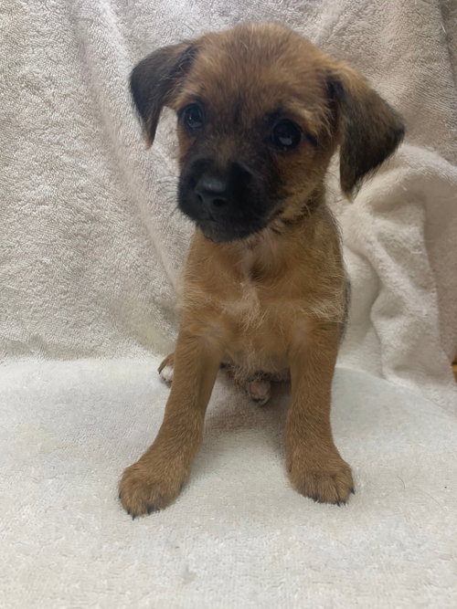 Storm - Marvel Litter