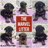 Black Widow - Marvel Litter