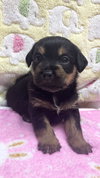 Thor - Marvel Litter