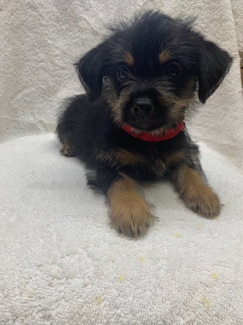 Thor - Marvel Litter