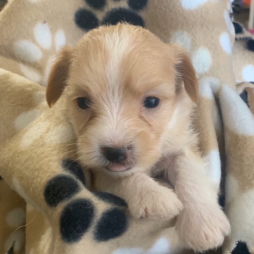 Simon - 7th Heaven Litter