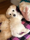 Simon - 7th Heaven Litter