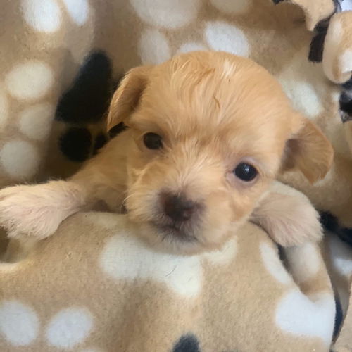 Rose - 7th Heaven Litter