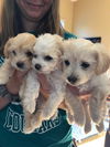 Rose - 7th Heaven Litter
