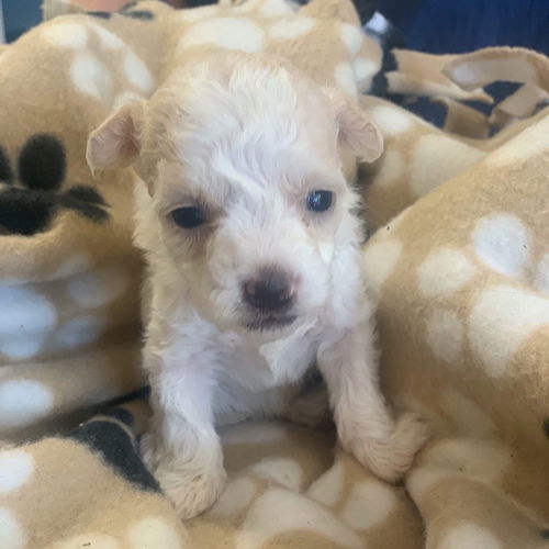 Annie - 7th Heaven Litter