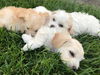 Annie - 7th Heaven Litter
