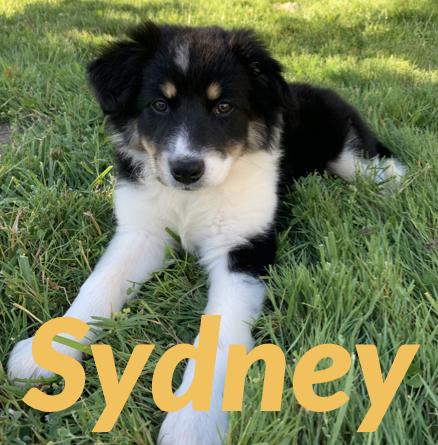 Sydney - International Litter