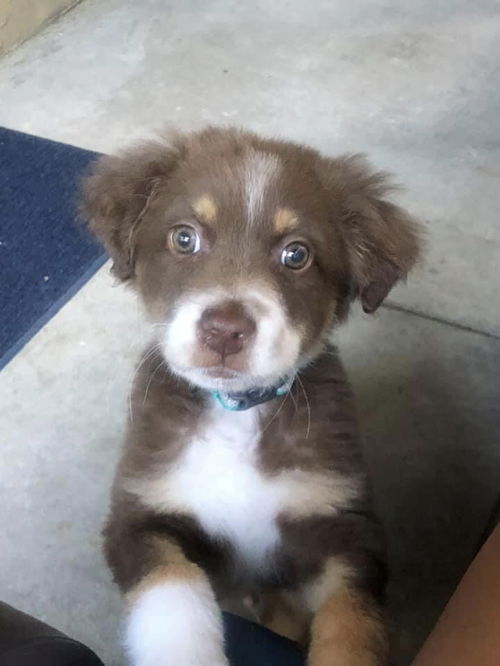 Ringo