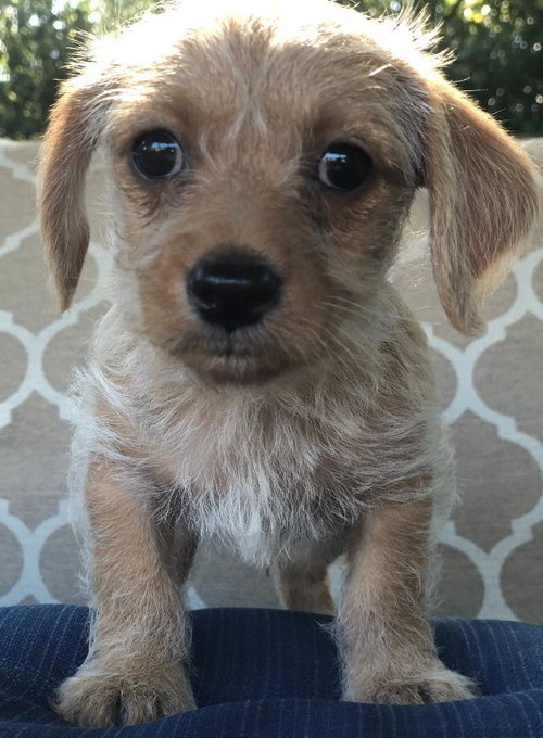 Scotch - Sweet Spreads Litter