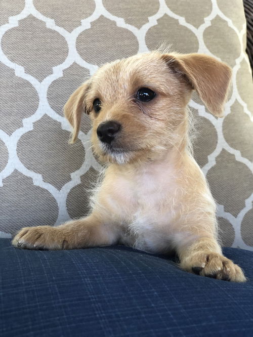 Peanut - Sweet Spreads Litter