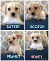 Peanut - Sweet Spreads Litter