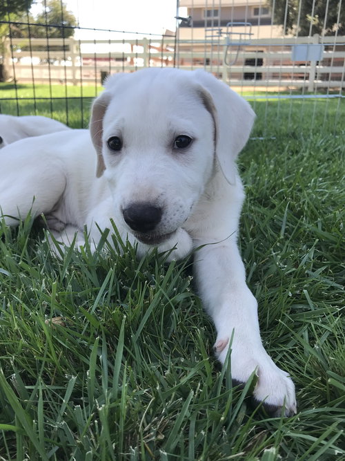 Tito - On the Rocks Litter