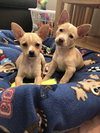 Jenny - Forrest Gump Litter