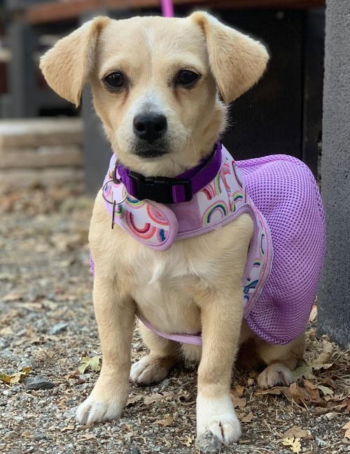 Penelope