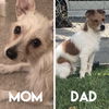 Nick - Family Ties Litter