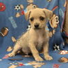 Nick - Family Ties Litter